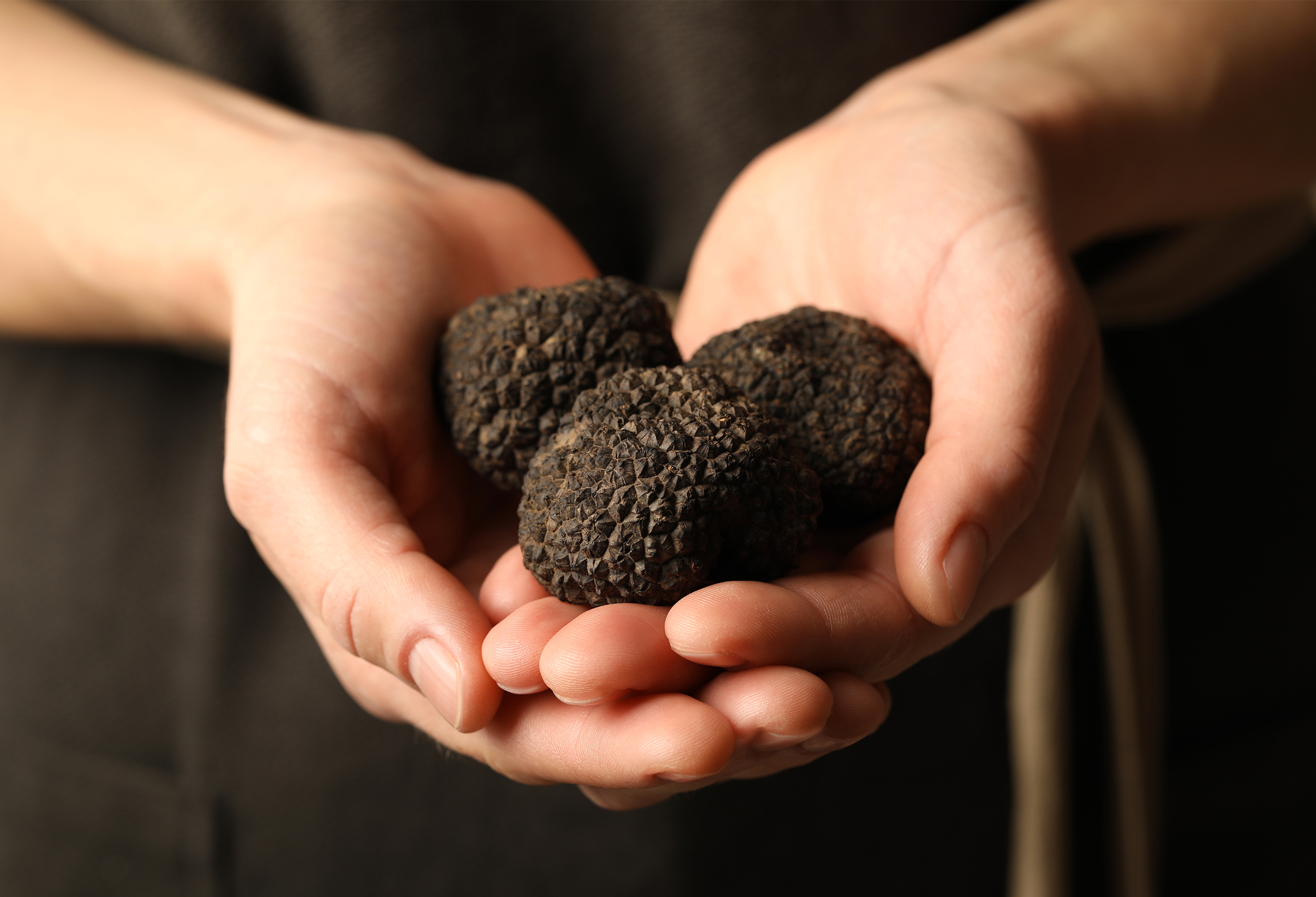 Terra Truffels